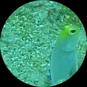 Meet your Posher, Lance